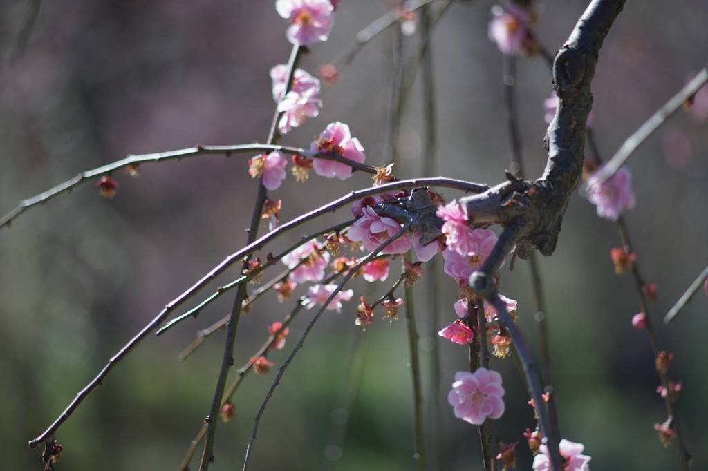 梅の花
