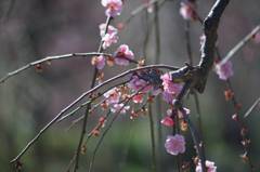 梅の花
