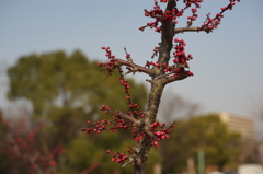 まだまだ蕾てす