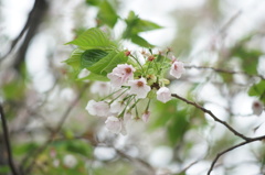 葉桜