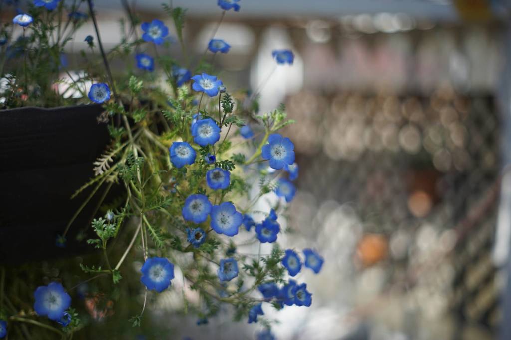 温室の花