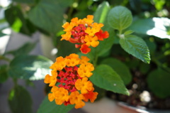 家庭菜園の花