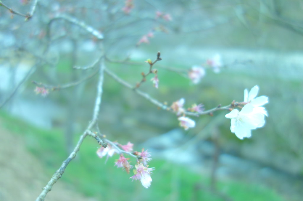 秋に咲く桜