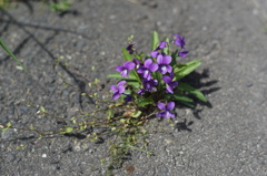 アスファルトの紫の花