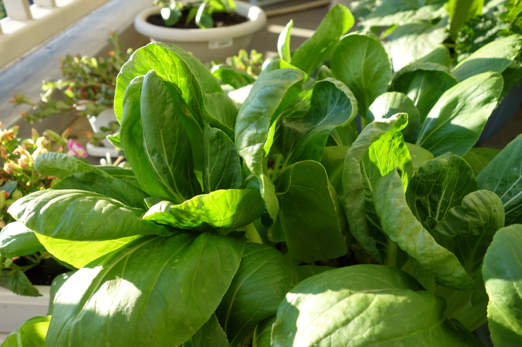 家庭菜園の何かわからない野菜
