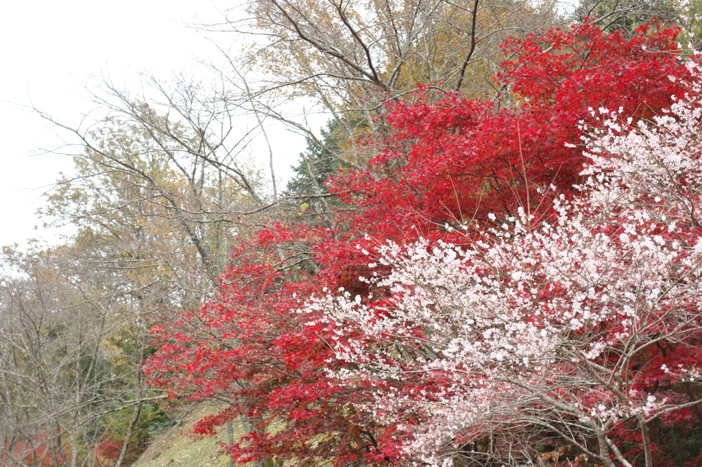 桜と紅葉
