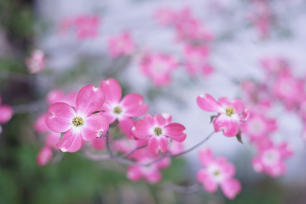 何の花でしょう？