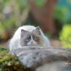 (=^・・^=)　にらめっこするニャーと言っています