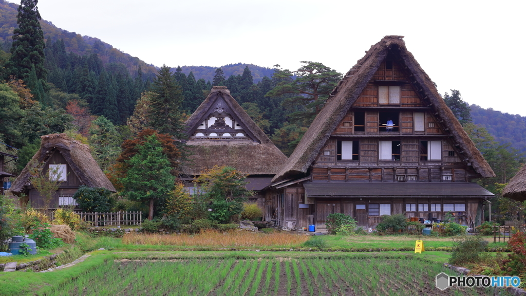 白川郷(合掌村）