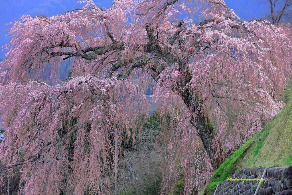飛騨桜めぐりⅢ