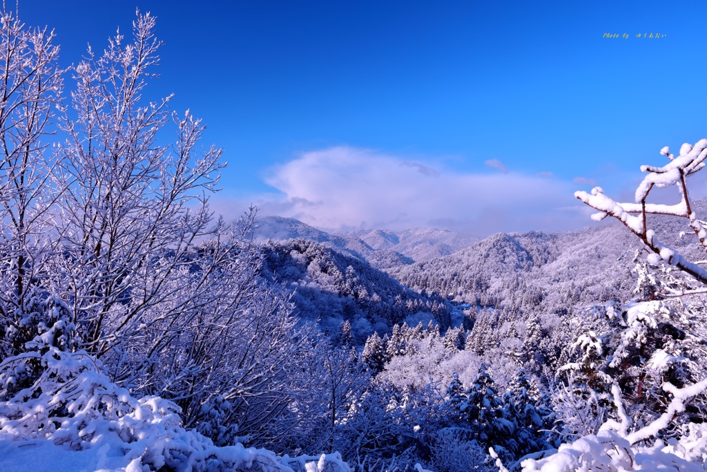 早朝の雪景