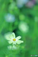 秋桜　(元気にしてますか！）