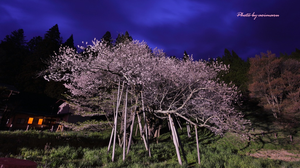 飛騨の桜めぐりⅣ