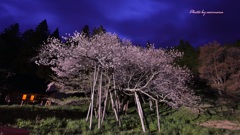 飛騨の桜めぐりⅣ