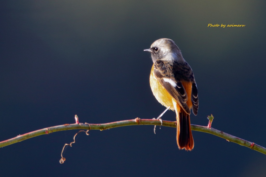 来なくなったジョビ男くん
