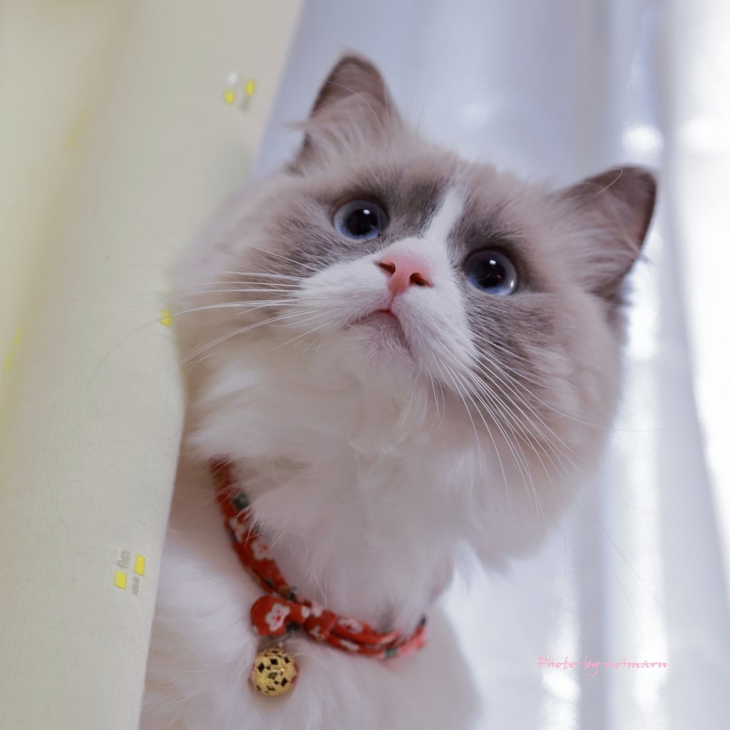 どうしたの　元気だすニャン　(=^・^=)
