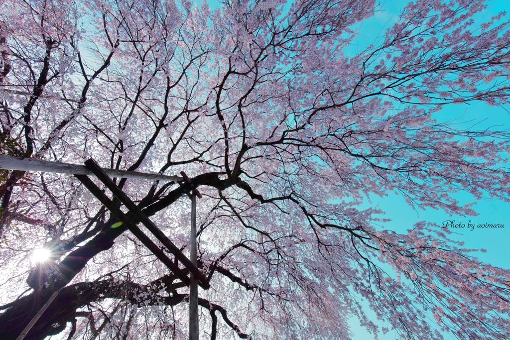 今年　桜初撮影