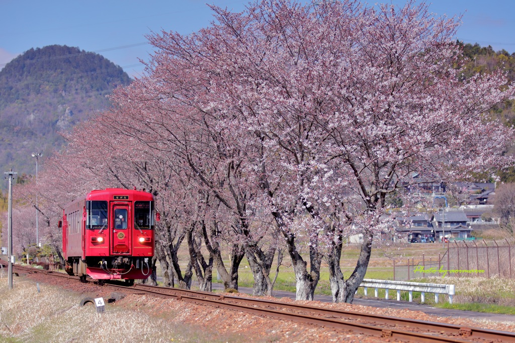 長良川鉄道　桜浪漫Ⅱ