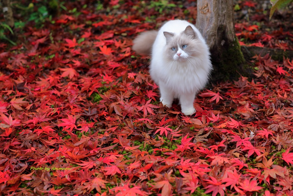 まりんの秋　=^_^=