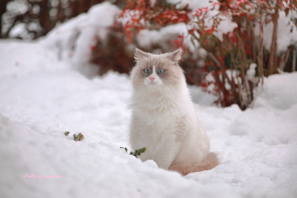 今日は猫の日　【イカ耳】