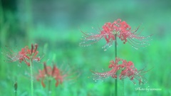 秋の雨