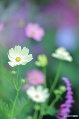 秋桜(夢の世界）