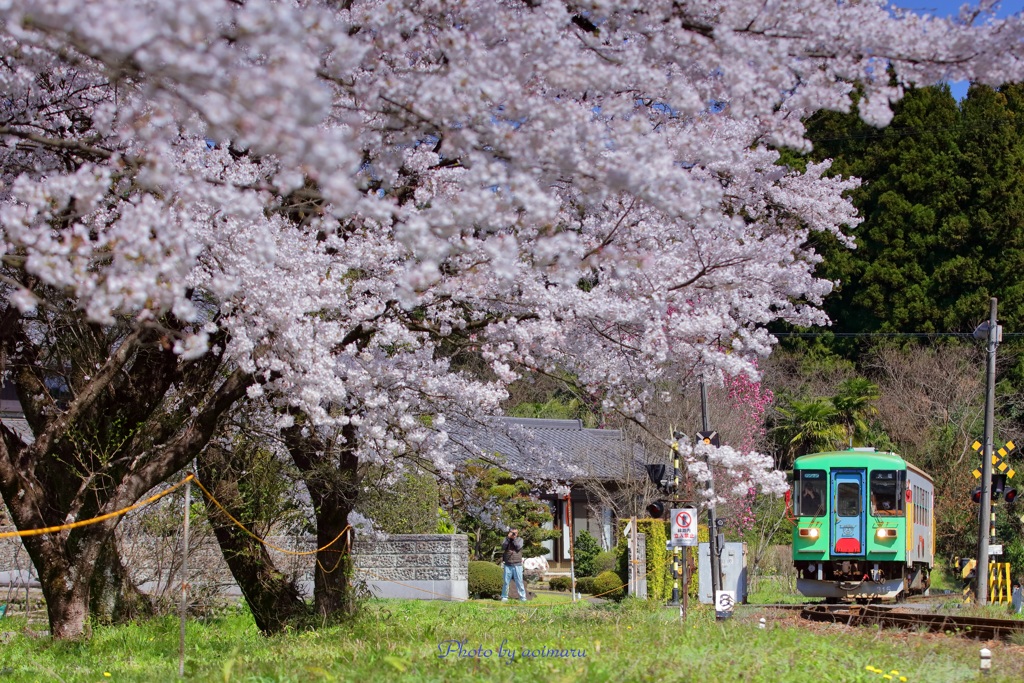 桜樽見鉄道Ⅲ