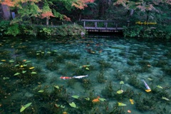 モネの池　秋の予感
