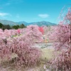 夢の園