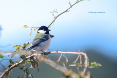 シジュウカラ君もやって来た