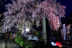 桜の美（ライトアップ）