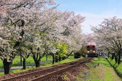 長良川鉄道　桜旅