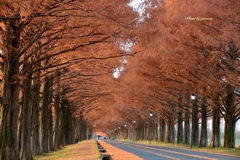 マキノ高原　メタセコイヤ並木