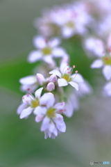 蕎麦の花