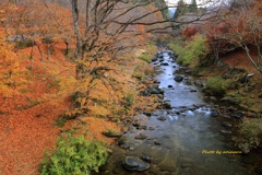 晩秋のせせらぎ
