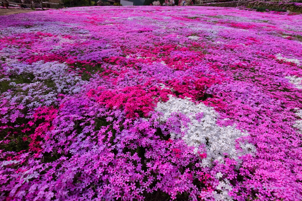 花咲おばあさんの花畑