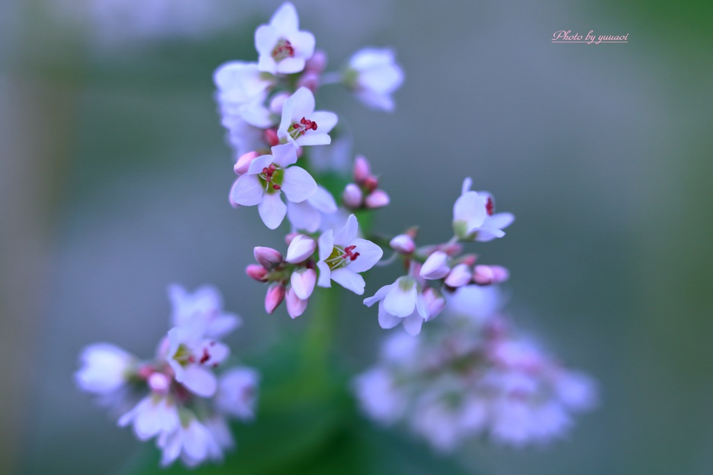 おまけ•蕎麦の花