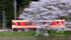 長良川鉄道　桜旅