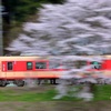 長良川鉄道　桜旅
