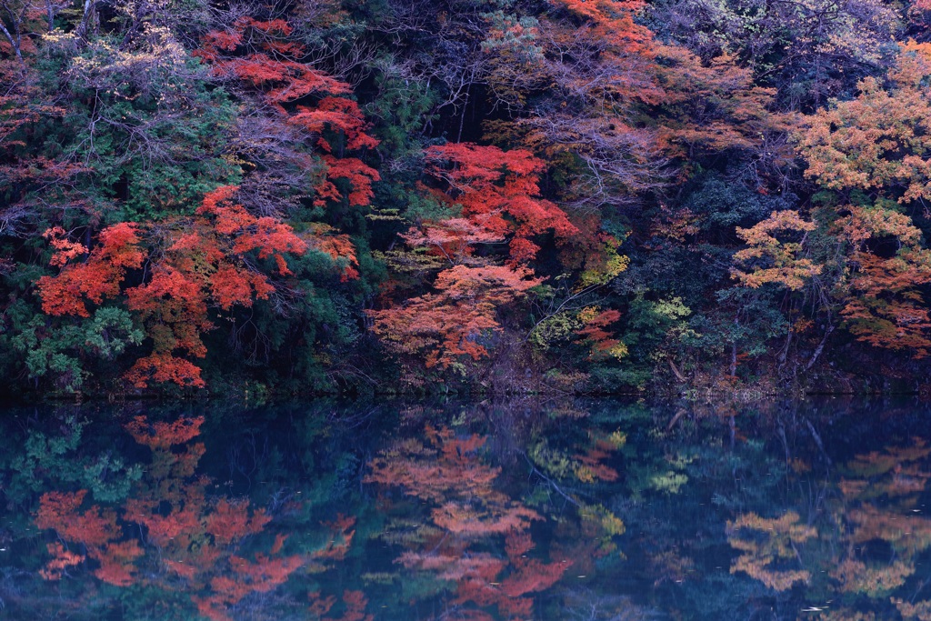 清流板取川●紅葉