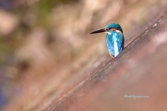 初めてのカワセミ