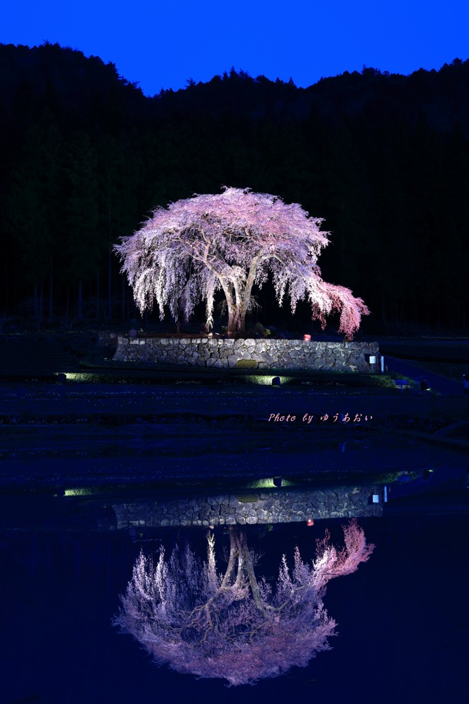 水戸野枝垂れ桜Ⅱ