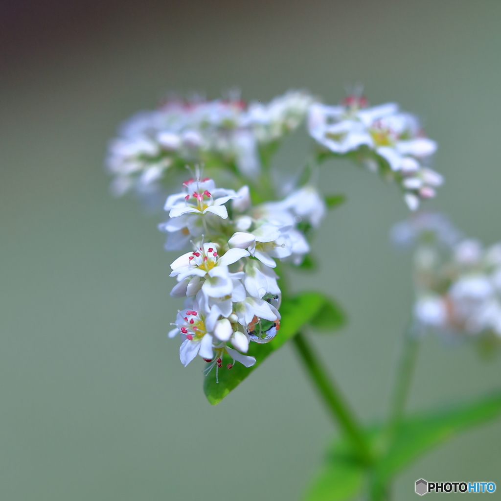 蕎麦の花　(思い出）