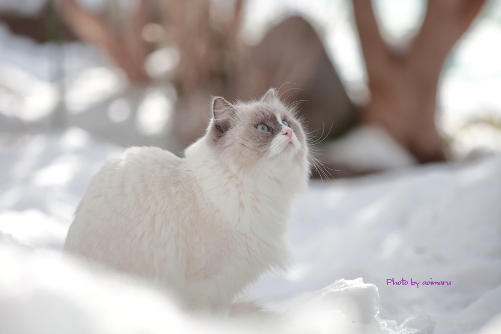 もうすぐ春だニャー　=^_^=