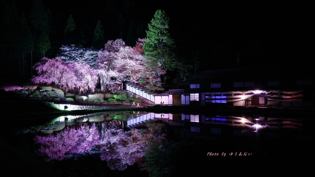 宮谷の桜（ライトアップ）