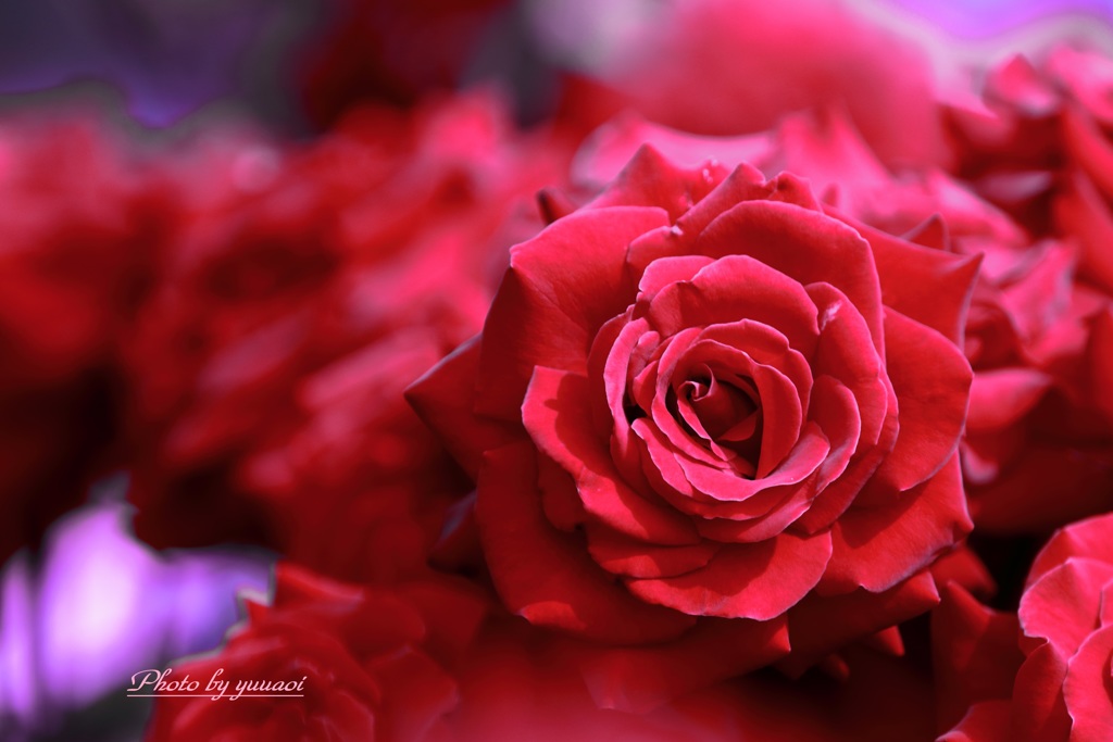Rose