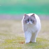 (=^・・^=)　お久しぶりです