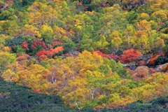 乗鞍•紅葉