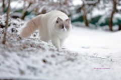 まりんの冬　=^_^=