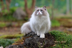 (=^・・^=)　まりん